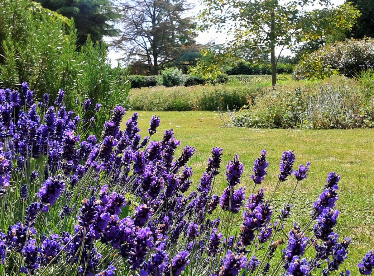 Lavender in English Garden FreshBeautyFix